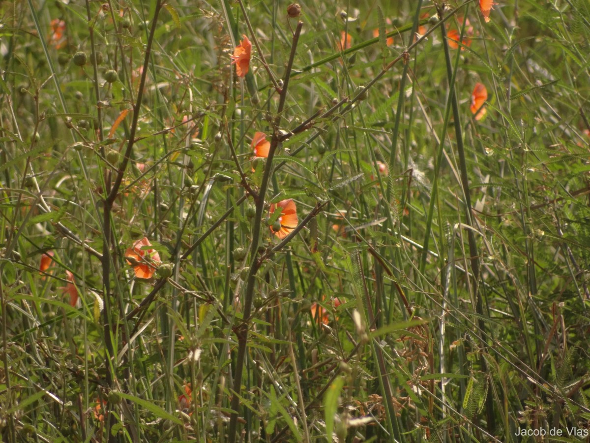 Pentapetes phoenicea L.